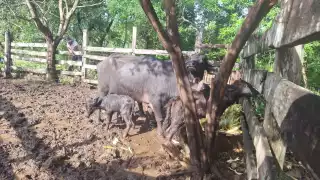   Nace la segunda cría de búfalo   en Isla Mujeres