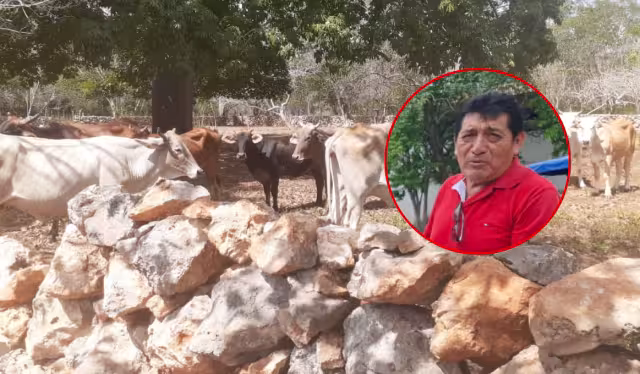 Tenemos ganados sanos sin gusanos, dijo líder ganadero en Hecelchakán