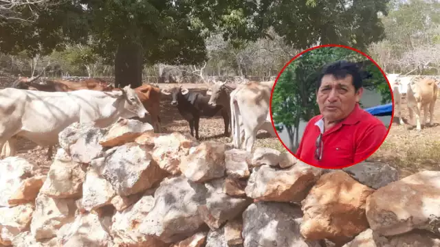 Tenemos ganados sanos sin gusanos, dijo líder ganadero en Hecelchakán