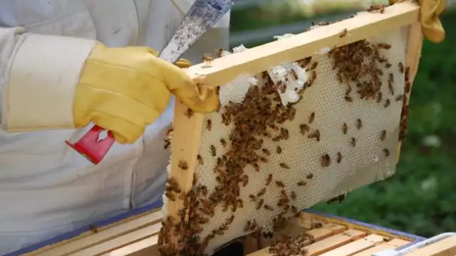 Cae producción de miel por sequía