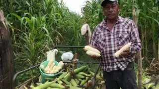 7 mil productores de Hopelchén, en riesgo de no recibir pagos de programas federales 