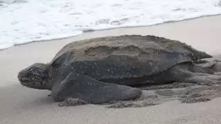   Sorprende aparición de tortuga laúd al Oriente de Yucatán: “Existen muy pocos registros en la zona”  