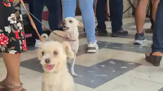Arranca Jornada Nacional Antirrábica en Champotón: Aplicarán seis mil vacunas a perros y gatos