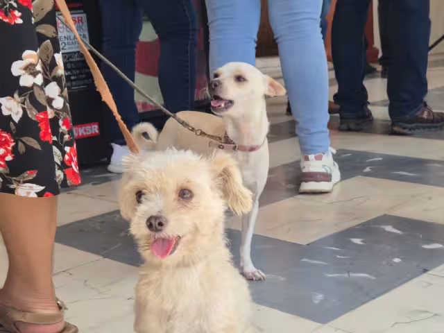 Se aplicarán seis mil vacunas antirrábicas y 60 esterilizaciones gratuitas en Champotón