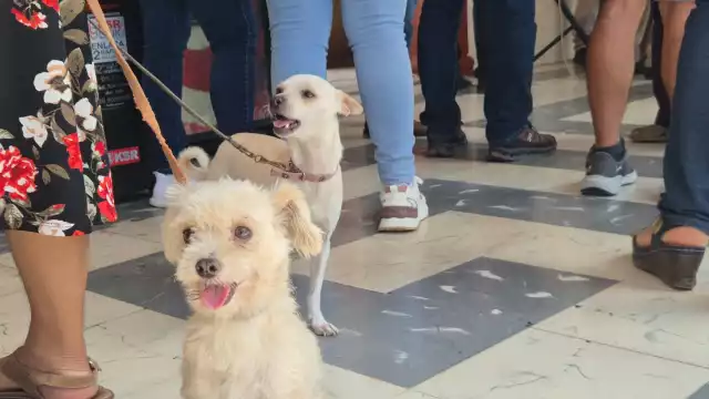 Se aplicarán seis mil vacunas antirrábicas y 60 esterilizaciones gratuitas en Champotón