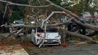  Árbol cae sobre un automóvil en el norte de Mérida 