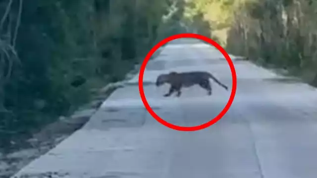 En la publicación se sugirió que el ejemplar pudo haber sido atropellado