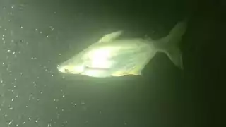 Captan presunto pez tiburón invasor en un cenote de Yucatán 