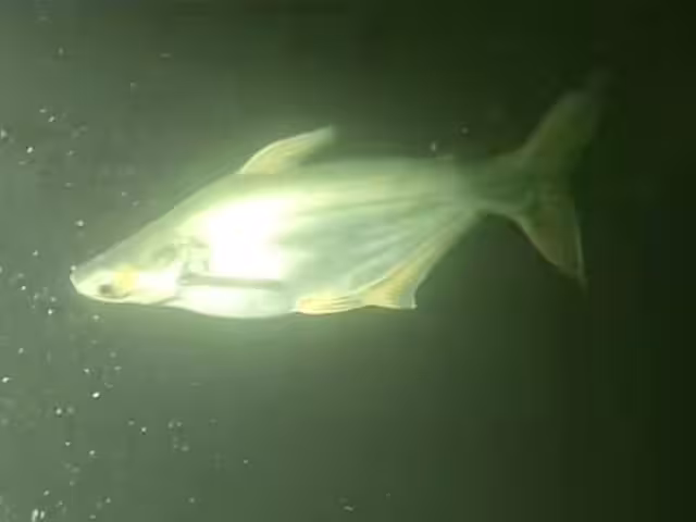 El registro no ha sido confirmado por las autoridades