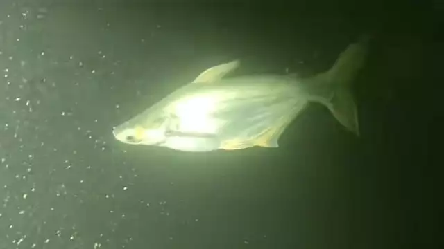 El registro no ha sido confirmado por las autoridades