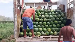 Este año hubo mala cosecha de sandía en la zona maya, pues al segundo día de haber sido cortada la fruta, la cáscara se cristalizaba y la pulpa se aguaba.