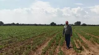 La Federación de Productores Agropecuarios señalan importancia de tecnificación del campo en Q. Roo