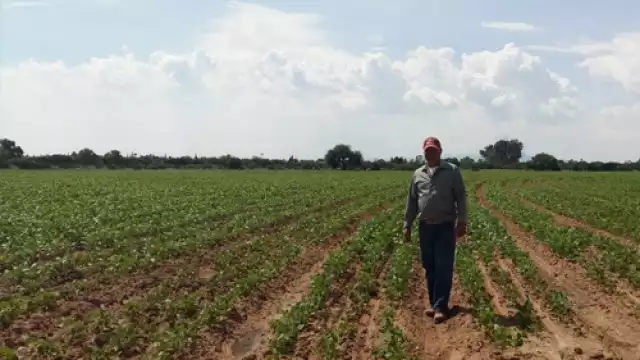 Federación de Productores Agropecuarios señalan importancia de tecnificación del campo en Q. Roo.