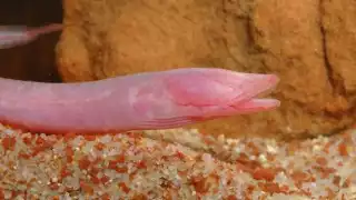   Entre botellas y plásticos: Captan a la anguila ciega yucateca en cenote contaminado   