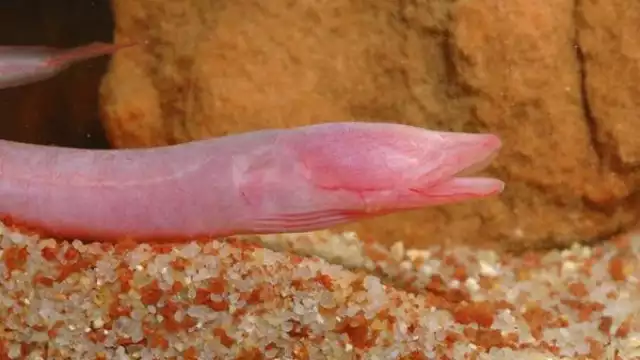 La anguila ciega es mucho menos frecuente que la dama blanca