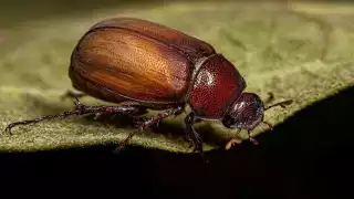 ¿Qué son los "mayates"?: Escarabajos que anuncian la lluvia en Campeche
