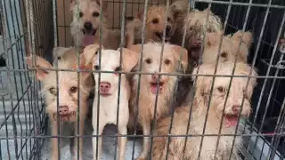 Proponen endurecer leyes contra el maltrato animal en Chetumal