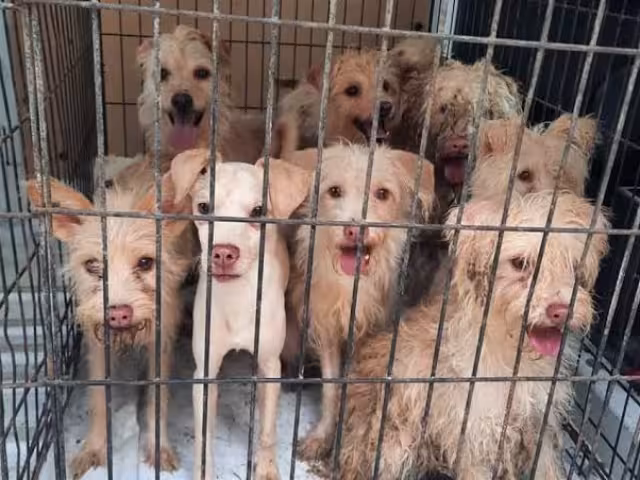 Diversos casos de maltrato animal han incitado a legisladores a reconsiderar las penas otorgadas.