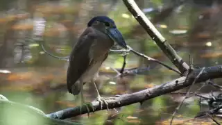 Ola de calor en Carmen afecta flora y fauna: especies huyen por falta de agua