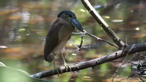 Aves, reptiles, mamíferos, entre otras han tenido que ir en busca de agua Aves, reptiles, mamíferos, entre otras han tenido que ir en busca de agua
