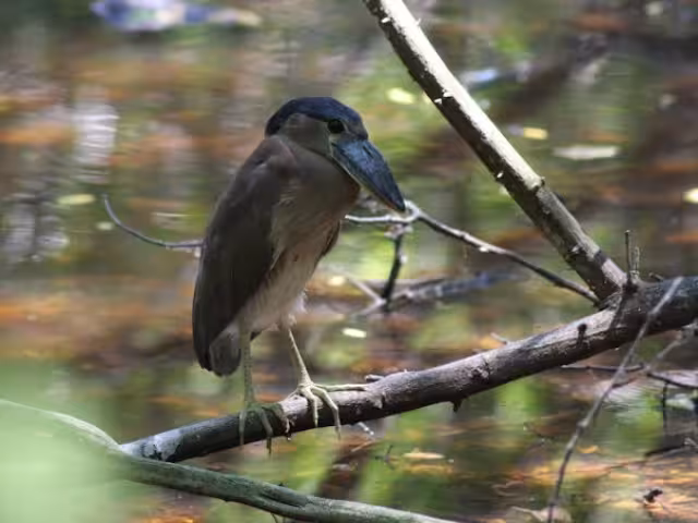 Aves, reptiles, mamíferos, entre otras han tenido que ir en busca de agua