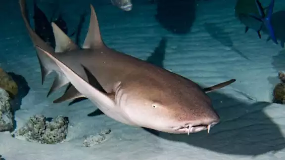 El tiburón gata se alimenta de cangrejos, langostas, pulpos y pepinos de mar El tiburón gata se alimenta de cangrejos, langostas, pulpos y pepinos de mar