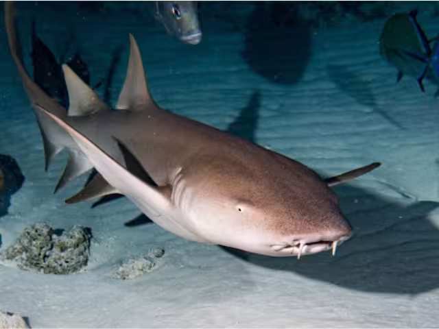 El tiburón gata se alimenta de cangrejos, langostas, pulpos y pepinos de mar