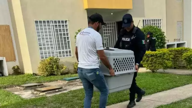 Los perros permanecerán bajo atención de las autoridades de Playa del Carmen