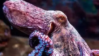 Conceden Indicación Geográfica Protegida (IGP) al Pulpo Maya en México