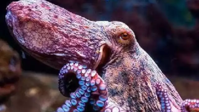 Pulpo Maya en la Península de Yucatán