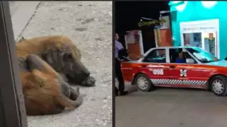 En Champotón, denuncian a taxista por atropellar intencionalmente a un perrito callejero