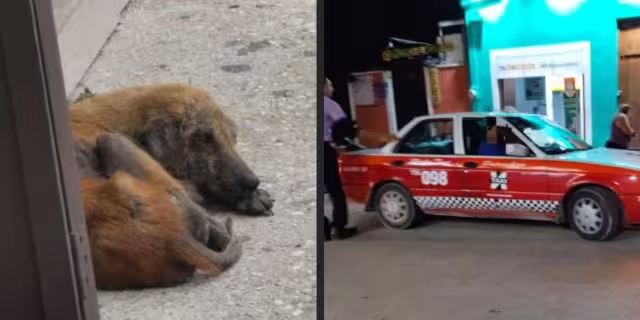 Un taxista del vehículo 098 fue denunciado en redes sociales por atropellar deliberadamente a un perro callejero.