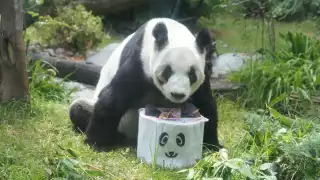 ¡Gran Fiesta en Chapultepec! Xin Xin, la panda gigante mexicana, celebra sus 35 años