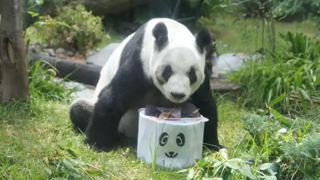 El 1 de julio cumplirá 35 años la panda más querida de Latinoamerica