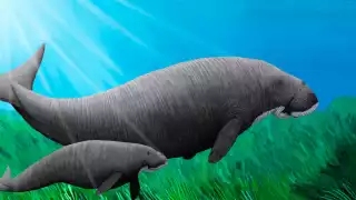 Dugongo yucateco, el sirenio que habitó los mares de la Península de Yucatán 