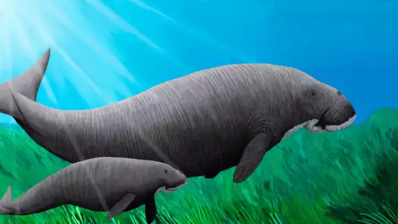El Dugongo yucateco es una especie de sirenio extinta que habitó los mares poco profundos de la Península de Yucatán El Dugongo yucateco es una especie de sirenio extinta que habitó los mares poco profundos de la Península de Yucatán
