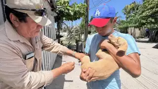 Vacunación antirrábica gratuita en Campeche hoy viernes: Horarios, municipios y puntos de aplicación