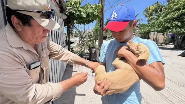La vacunación es para perros y gatos de todas las edades y razas, de 9:00 a 14:30 horas, en parques y espacios públicos.