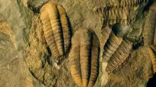 Conchuela, la piedra utilizada en pisos y muros de Yucatán en donde es posible observar fósiles   