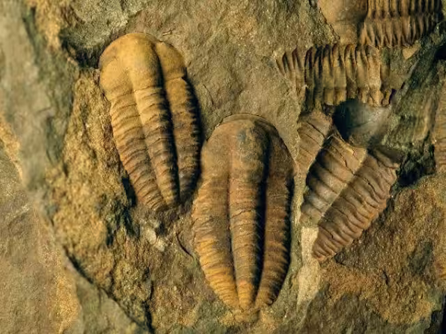 Diferentes animales extintos quedaron plasmados en este tipo de material