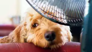  Cuida a tus mascotas ante el calor extremo en Campeche