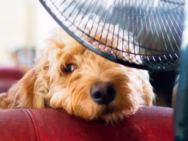 El estado de Campeche enfrenta temperaturas extremas de hasta 45°C, afectando tanto a las personas como a las mascotas.