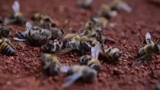 Apicultores  de Campeche exigen expulsar a menonitas  por muerte masiva de abejas y contaminación de miel