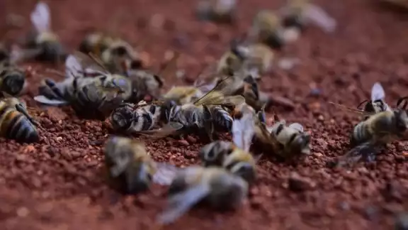 La muerte masiva de las abejas está impactando el ambiente. La muerte masiva de las abejas está impactando el ambiente.