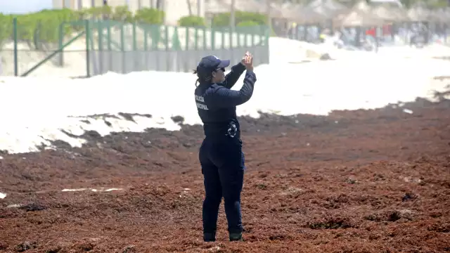 Más de 522 mil toneladas de alga afectan Quintana Roo; hoteleros piden declarar emergencia ambiental