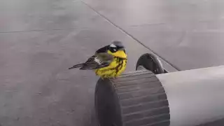   Ave migratoria es captada al interior de un gimnasio de Mérida   