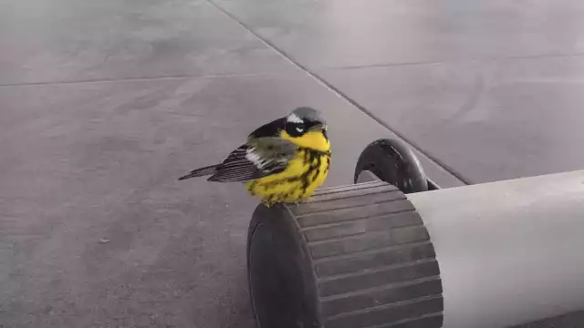 El chipe de magnolia anida en Canadá y en los Estados Unidos