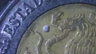   Descubren en México al caracol de agua dulce más pequeño del mundo   