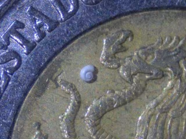 El diminuto caracol de solo 0.7 milímetros ha sorprendido a la comunidad científica mundial