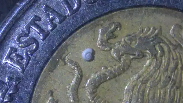 El diminuto caracol de solo 0.7 milímetros ha sorprendido a la comunidad científica mundial